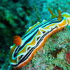 Picture taken during the dive