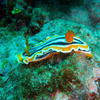 Picture taken during the dive