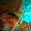 Picture taken during the dive