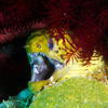 Picture taken during the dive