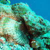 Picture taken during the dive
