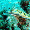 Picture taken during the dive