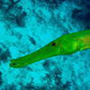 Picture taken during the dive