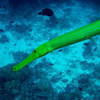 Picture taken during the dive