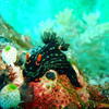 Picture taken during the dive