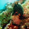 Picture taken during the dive