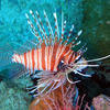 Picture taken during the dive