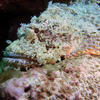 Picture taken during the dive