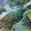 Picture taken during the dive