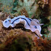 Picture taken during the dive
