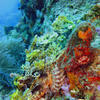 Picture taken during the dive