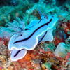 Picture taken during the dive
