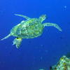 Picture taken during the dive