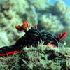 Picture taken during the dive