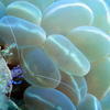 Picture taken during the dive