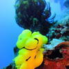 Picture taken during the dive