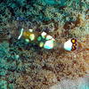 Picture taken during the dive