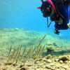 Picture taken during the dive