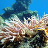 Picture taken during the dive