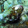Picture taken during the dive