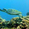 Picture taken during the dive