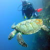 Picture taken during the dive