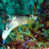 Picture taken during the dive