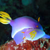 Picture taken during the dive