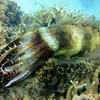 Picture taken during the dive