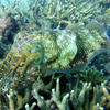 Picture taken during the dive