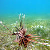 Picture taken during the dive