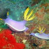 Picture taken during the dive