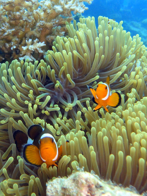 Diving in Kampong Tanjong Demong, 马来西亚 - By Jose R. Macias