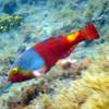 Picture taken during the dive