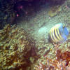 Picture taken during the dive