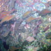 Picture taken during the dive