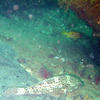 Picture taken during the dive