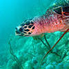 Picture taken during the dive
