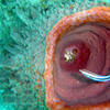 Picture taken during the dive