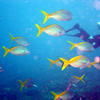 Picture taken during the dive