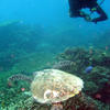 Picture taken during the dive