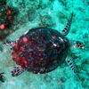 Picture taken during the dive