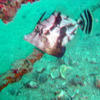 Picture taken during the dive