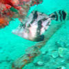 Picture taken during the dive