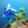 Picture taken during the dive