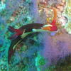 Picture taken during the dive