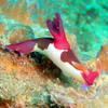 Picture taken during the dive