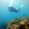 Picture taken during the dive