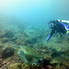 Picture taken during the dive