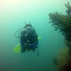 Picture taken during the dive